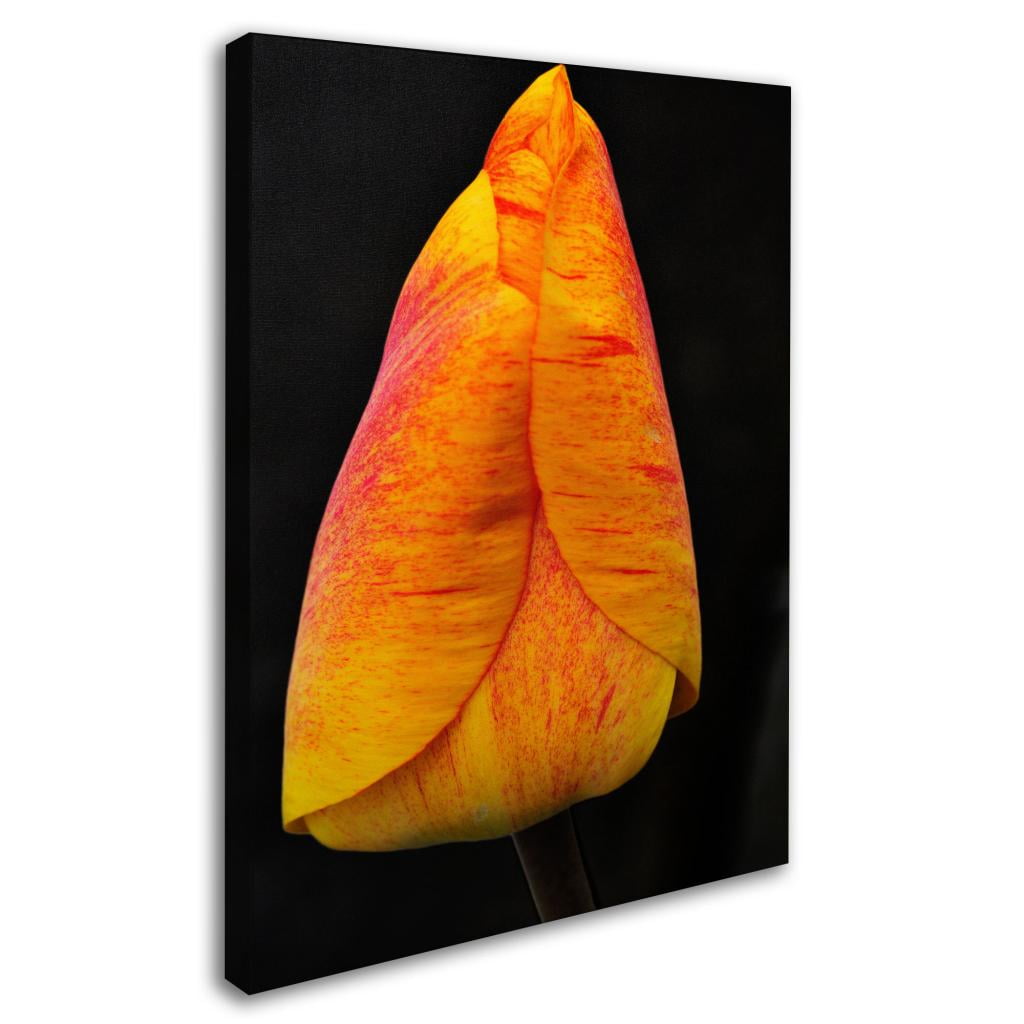 Trademark Fine Art "Perfect Red and Yellow Tulip" Canvas Wall Art by Kurt Shaffer