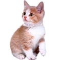 thumbnail image 4 of Breakaway Cat Collars with Bell,Adjustable Safe Kitten Collar,Cat Collars for Girl Cats with Rhinestone Soft Velvet, 4 of 7