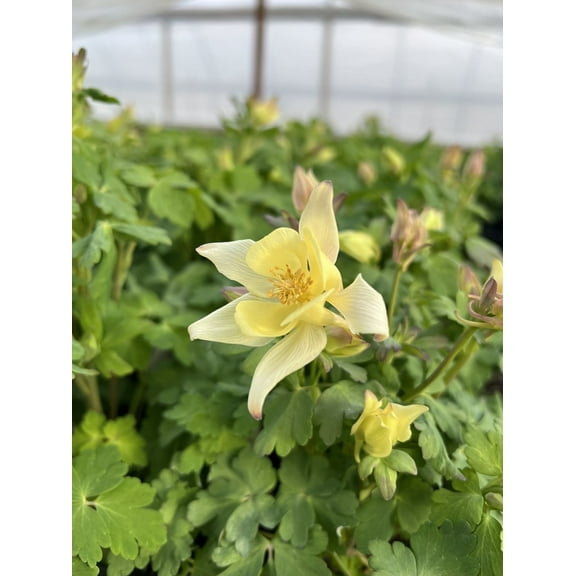 Earlybird™ Yellow Columbine - Aquilegia - Quart Pot