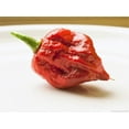 thumbnail image 3 of 10 Red CAROLINA REAPER PEPPER World's Hottest Capsicum Chinense Hot Chili Vegetable Seeds, 3 of 3