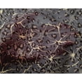 thumbnail image 4 of oneOone Silk Tabby Fabric Leopard Animal Skin Printed Craft Fabric BTY 42 Inch Wide, 4 of 4