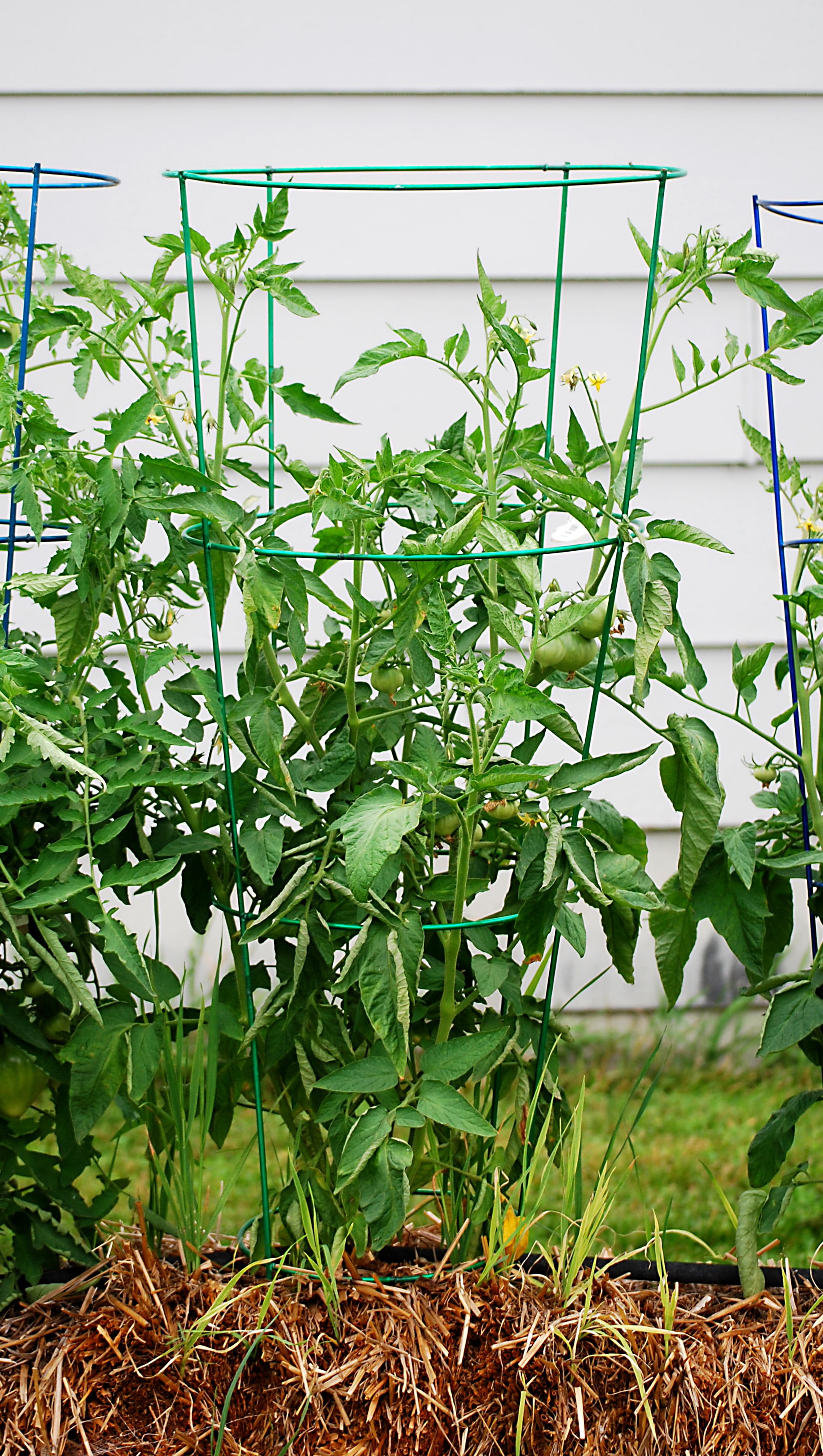 Glamos - Wire 42 in., Light Green, Heavy Duty Tomato Cages