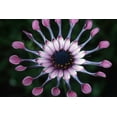 thumbnail image 2 of Ross, Nancy ,  Steve 14x11 Black Ornate Wood Framed with Double Matting Museum Art Print Titled - Hawaii, Maui Spoon daisy wildflower, 2 of 4