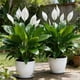 thumbnail image 4 of Macetas artificiales de exterior con plantas y estacas, flores de plástico realistas para paisajismo, decoración de jardín y eventos al aire libre., 4 of 6
