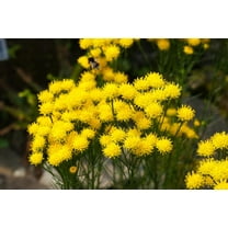 20 Goldilocks Aster Flower Seeds for Planting - ASTER linosyris, Starwort