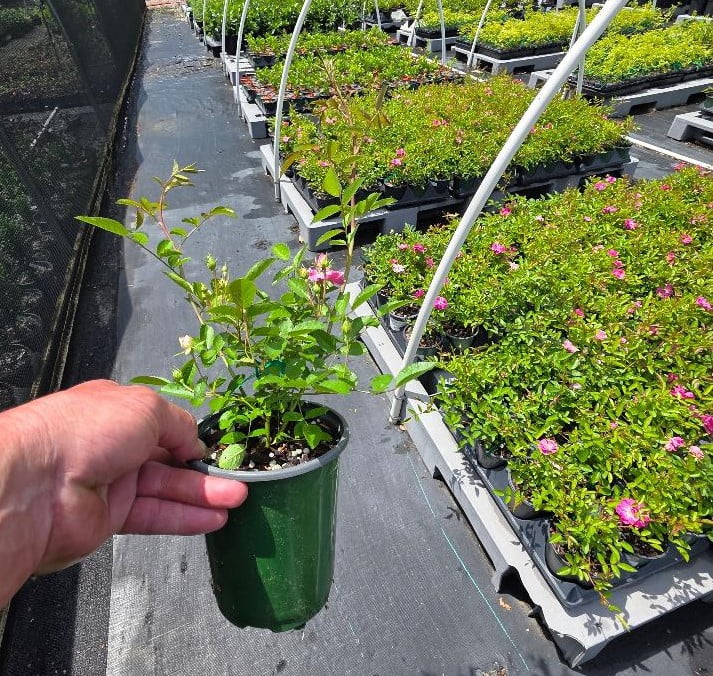 Peggy Martin Climbing Rose - Live Plant - ( 1 QT )