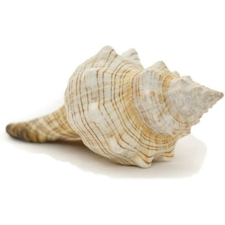 Seashell Types