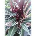 thumbnail image 6 of Stromanthe Accent Plant, Triostar Multicolored Leaves, 6 Inch Pot, 6 of 8
