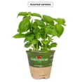 thumbnail image 1 of Harvesthyme #4 Herb Plant, Assorted Varieties, 1 of 2
