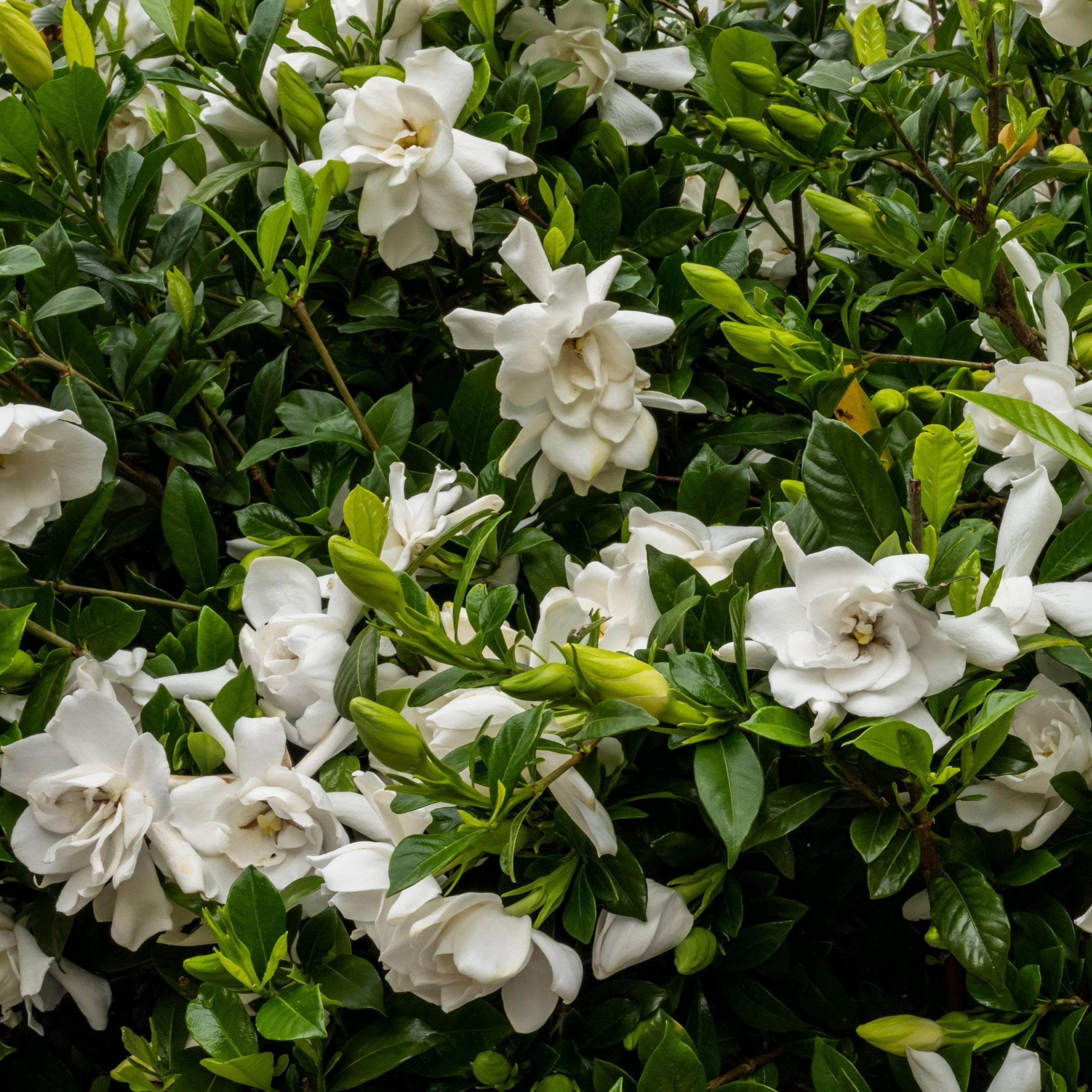 National Plant Network 3 gal. Gardenia Stairway To Heaven Live Shrub