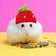 thumbnail image 5 of Gorro de punto para hámster, adorable gorro para mascota pequeña, con correa ajustable, diseño de ranas, conejos y zanahorias, plegable y portátil, de lana suave, ideal para hámsteres y, 5 of 9
