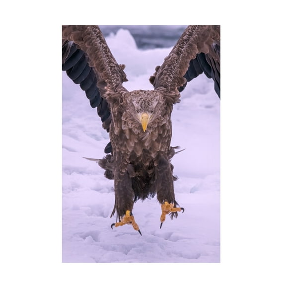 Trademark Fine Art Q Liu Vici Canvas Wall Art