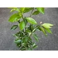 thumbnail image 4 of Red Mineola Tangelo Honeybell Tree GRAFTED . Citrus Manderian Fruit. 2-4 ft. we ship to all states, 4 of 6
