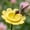 Yellow#232, variant on Ceramic Butterfly Waterer Flower for Garden, Outdoor Pollinator Feeder and Decorative Water Station