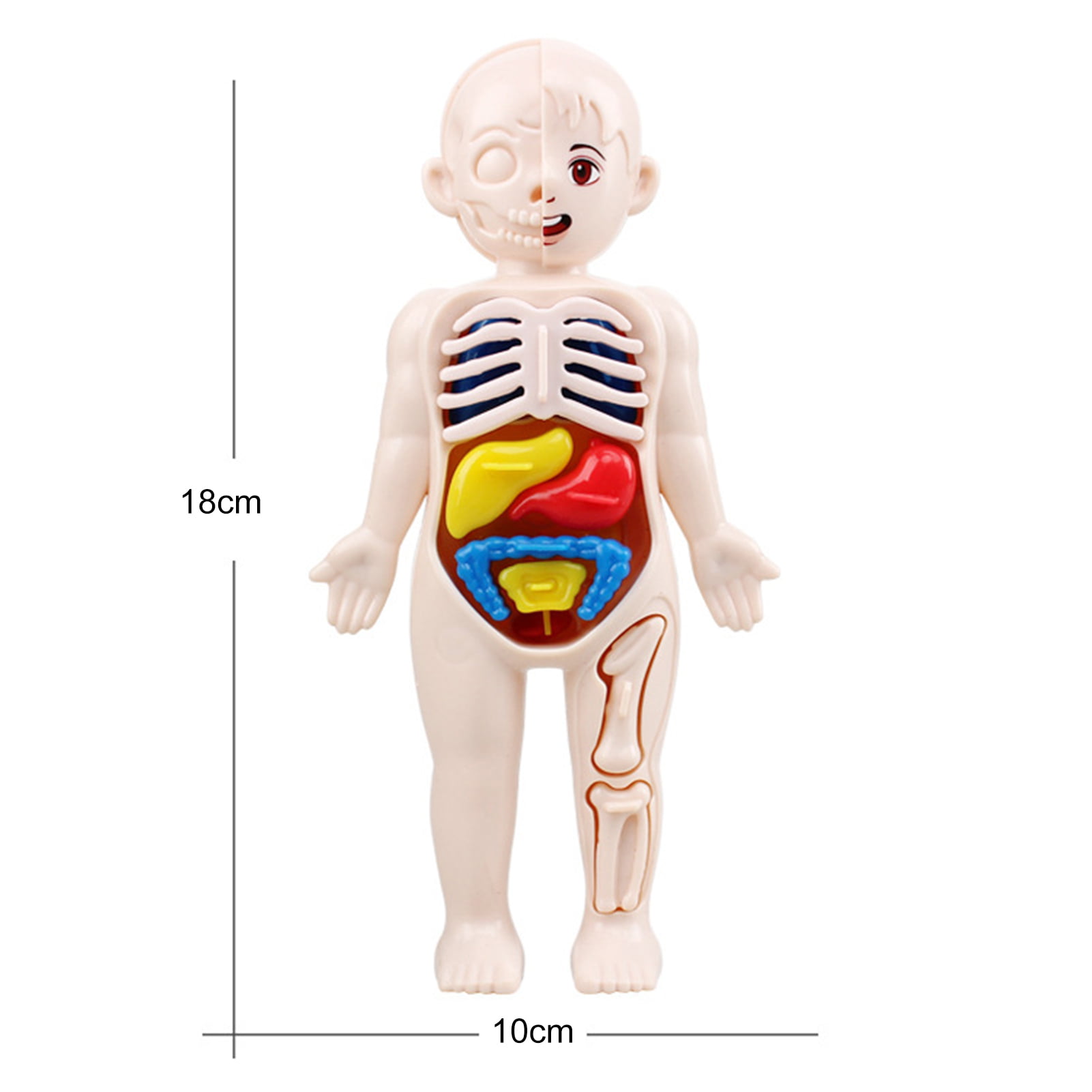 Poupée d'anatomie du corps humain et du torse médical, 10.5 pouces, 15  parties amovibles, modèle d'orgue éducatif pour l'enseignement et l'étude -  AliExpress