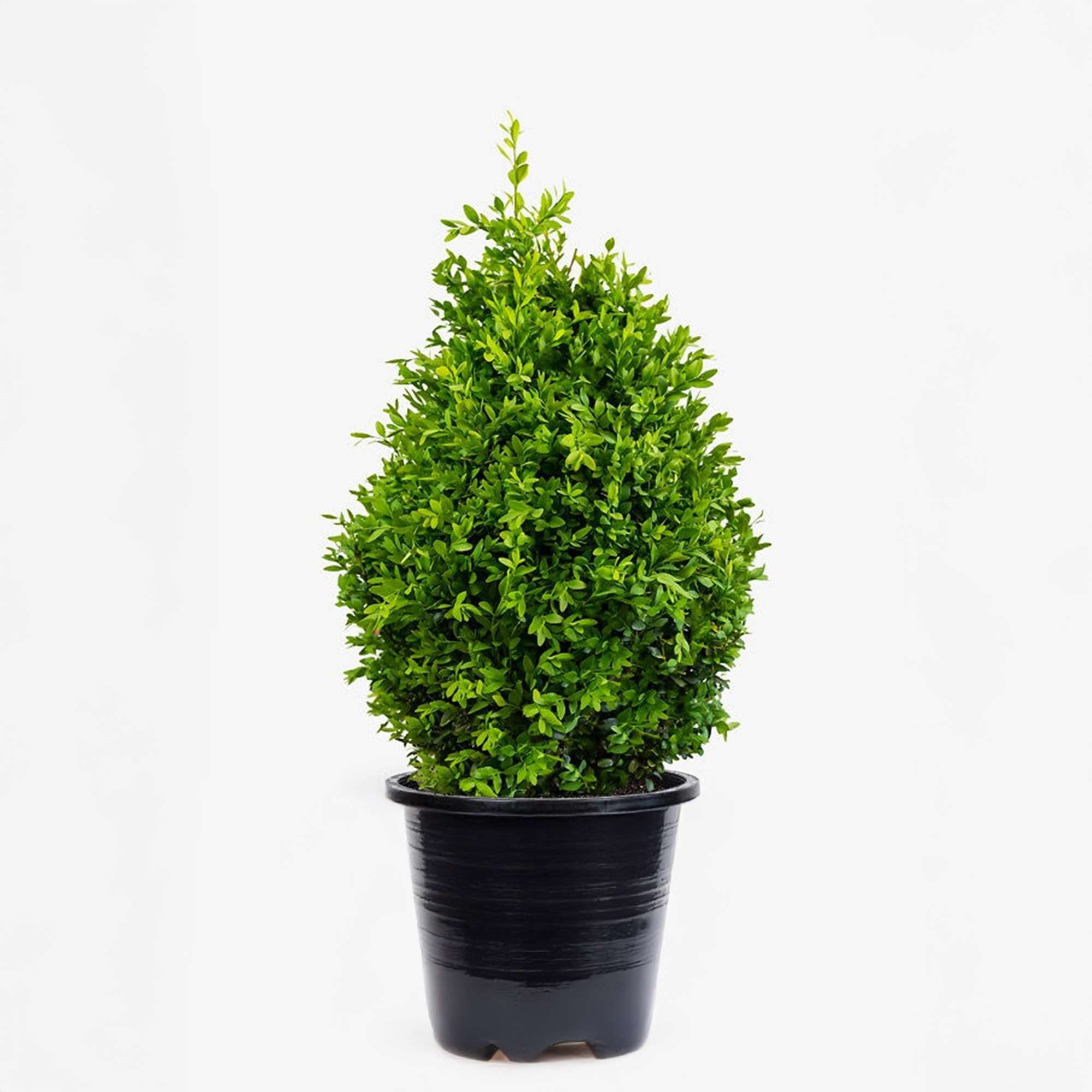 3 pack) Expert Gardener 36