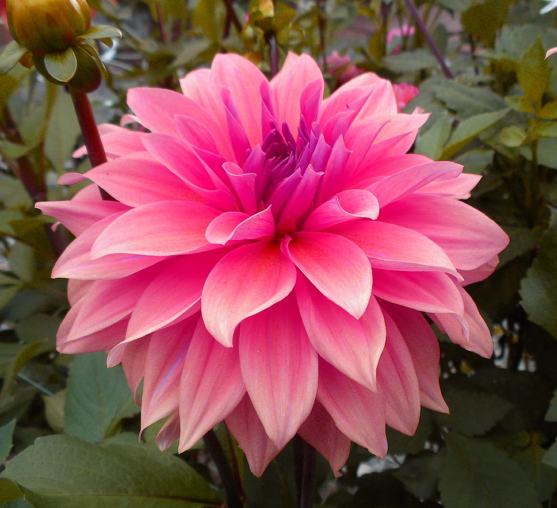 Babylon Pink Dinnerplate Dahlia 2 Tubers Huge