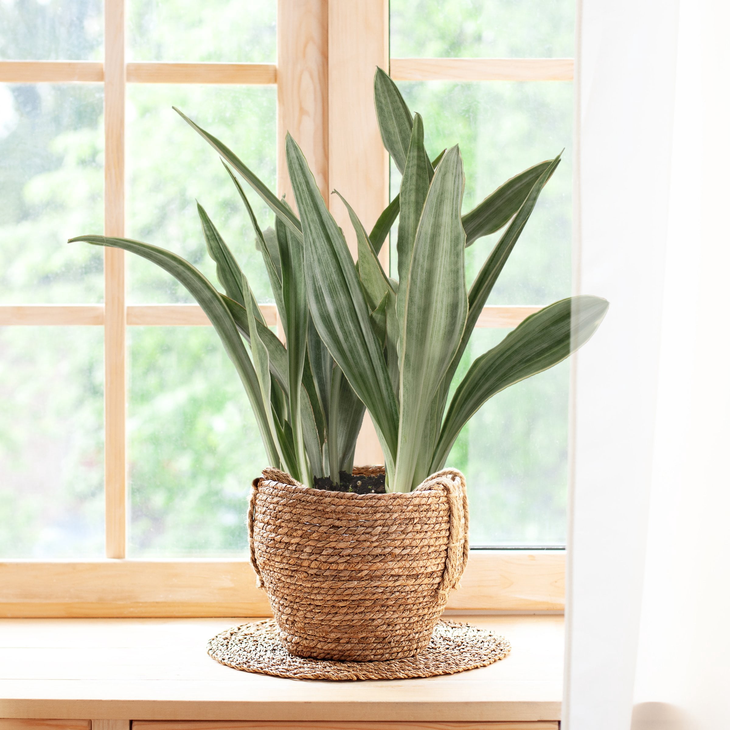 6 in. Sansevieria Sayuri Plant in Grower Container