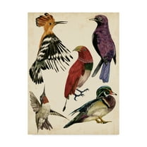 Trademark Fine Art 'Bird Collection II' Canvas Art by Melissa Wang