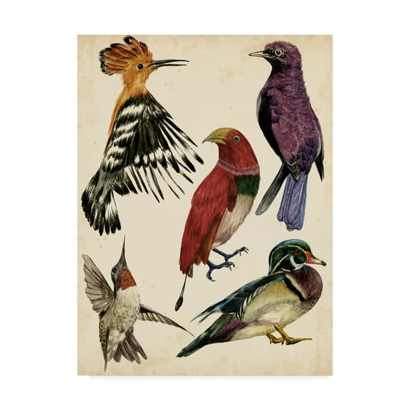 Trademark Fine Art 'Bird Collection II' Canvas Art by Melissa Wang