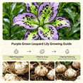 thumbnail image 5 of Lily Bulbs,Low Maintenance - Easy Grow - Ideal For Beds Borders, Plant Pots & Planters, 5 of 5