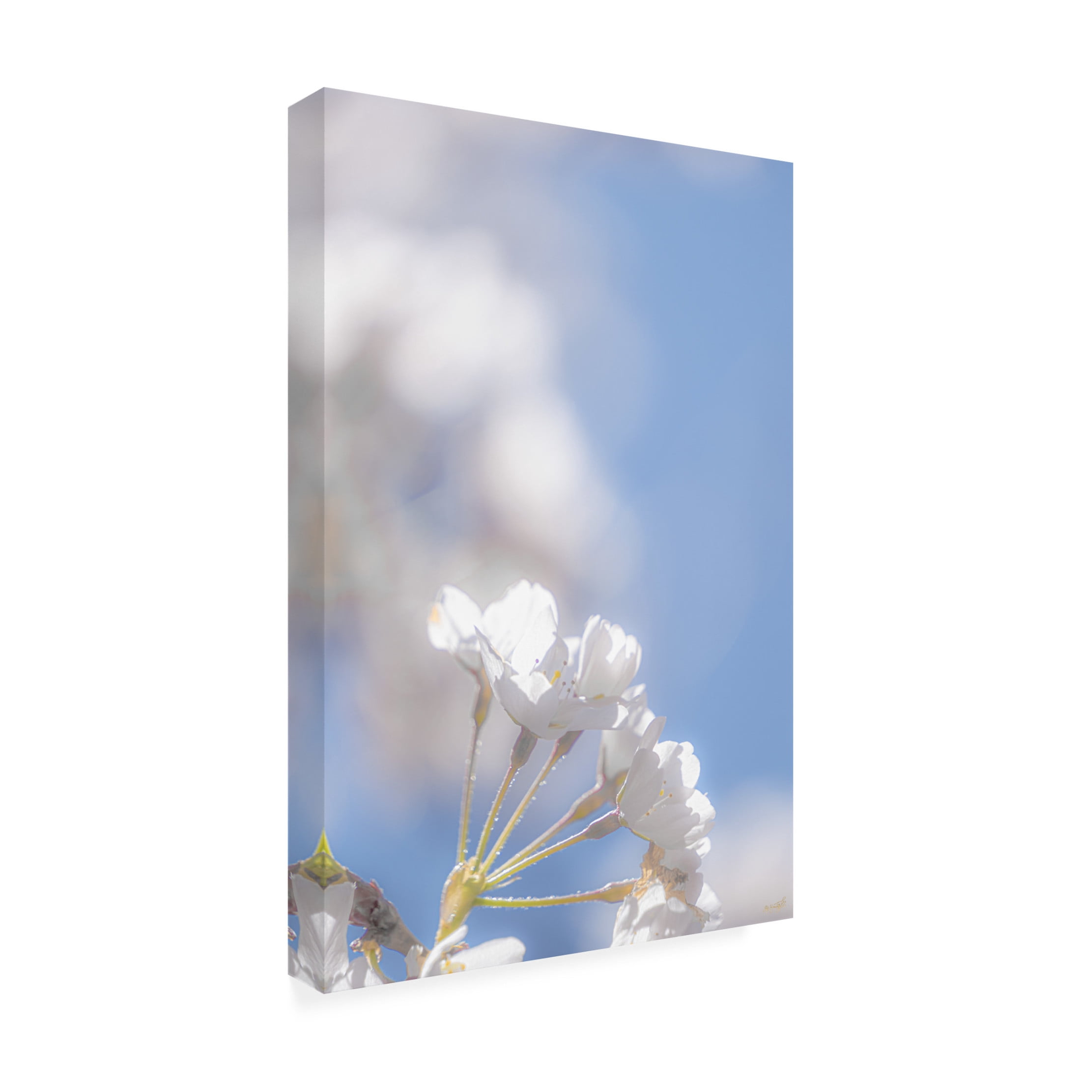 Canvas Wall Art - Life BeautifuLEE 'White Flowers Kissing Blue Sky 11' Wall Art for Living Room, Bedroom, or Office Décor by Trademark Fine Art - 30 x 47 Inches
