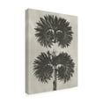 thumbnail image 2 of Trademark Fine Art 'Blossfeldt Botanical V' Canvas Art by Karl Blossfeldt, 2 of 4