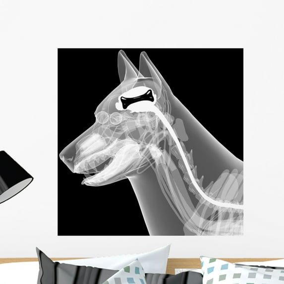 Dog X-ray Anatomy Wall Mural by Wallmonkeys Peel and Stick Graphic (24 in H x 24 in W) WM89303