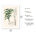 thumbnail image 2 of Ouricana Palm Tree Leaf & Root (Geonoma Pauciflora) - Vintage Botanical Illustration by Carl Friedrich Philipp von Martius c.1820s - Bamboo Fine Art 290gsm Paper Print (Unframed) 24x32in, 2 of 4