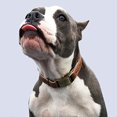 thumbnail image 3 of Collar de perro de cuero tapizado de lujo, hebilla de cinturón, adecuado para mascotas medianas y grandes, 3 of 5