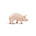 thumbnail image 4 of Safari Ltd. Boar Figurine - Lifelike 4.25" Model Figure - Educational Toy for Boys, Girls, and Kids Ages 3+, 4 of 5