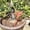 Pink, variant on Automatic Garden Watering Bulbs for Self Watering Systems – Device for Indoor Outdoor Use Easy Auto Irrigation Solution