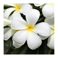 thumbnail image 5 of Hawaiian Plumeria Plant Cuttings Mixed Colors 10" Long Sun 4 Pack, 5 of 8