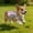 Pink, variant on Cooling Vest Harness Cooler Jacket with Adjustable Zipper Dog Cooling Vest Dog Harness Cooler Jacket , for Walking Dog, Outdoor Camping and Hunting Training.(S 13.8")