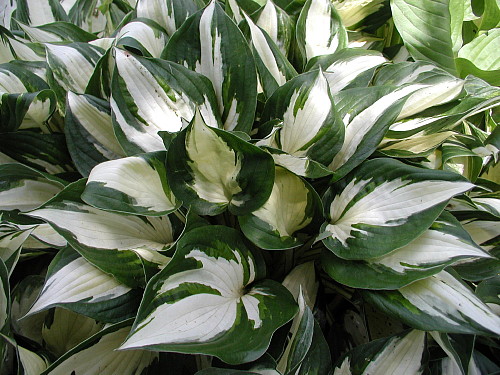 Fire And Ice Hosta Quart Pot Walmart Com Walmart Com