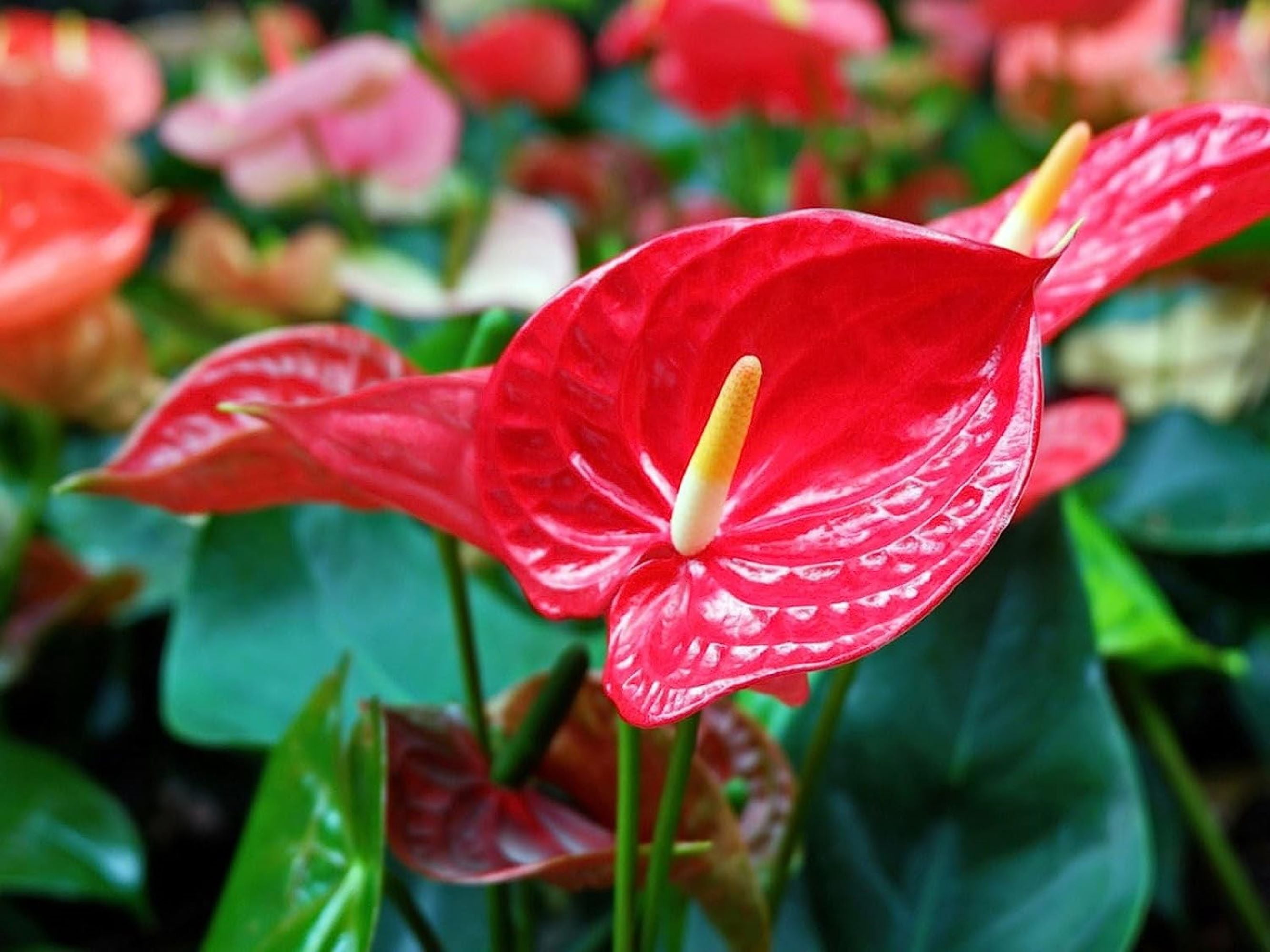Gardenera Organic Anthurium Soil Blend - Promote Strong Root Development and Beautiful Flowers - 20 QUARTS