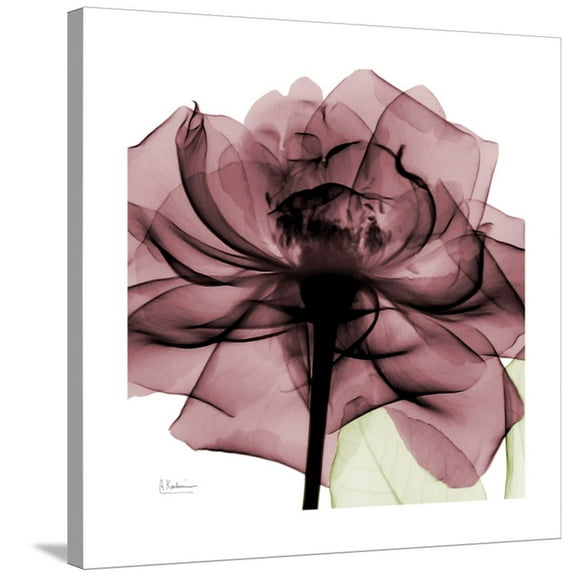 Art.com Chianti Rose 2 Stretched Canvas Print Wall Art by Albert Koetsier, 30" x 30"