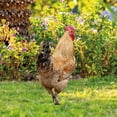 hen-acrylic-outdoor-courtyard-insert-garden-garden-decoration-insert
