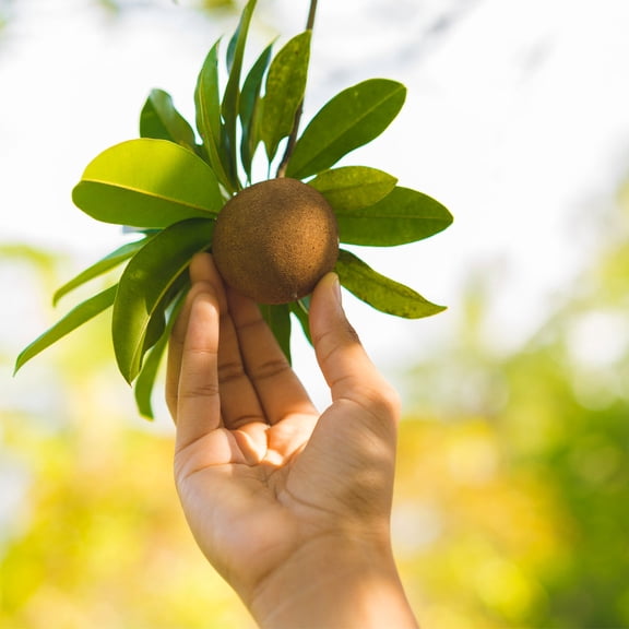 Brighter Blooms - Sapodilla Tree, 2-3 ft. - No Shipping to AK, AZ, HI