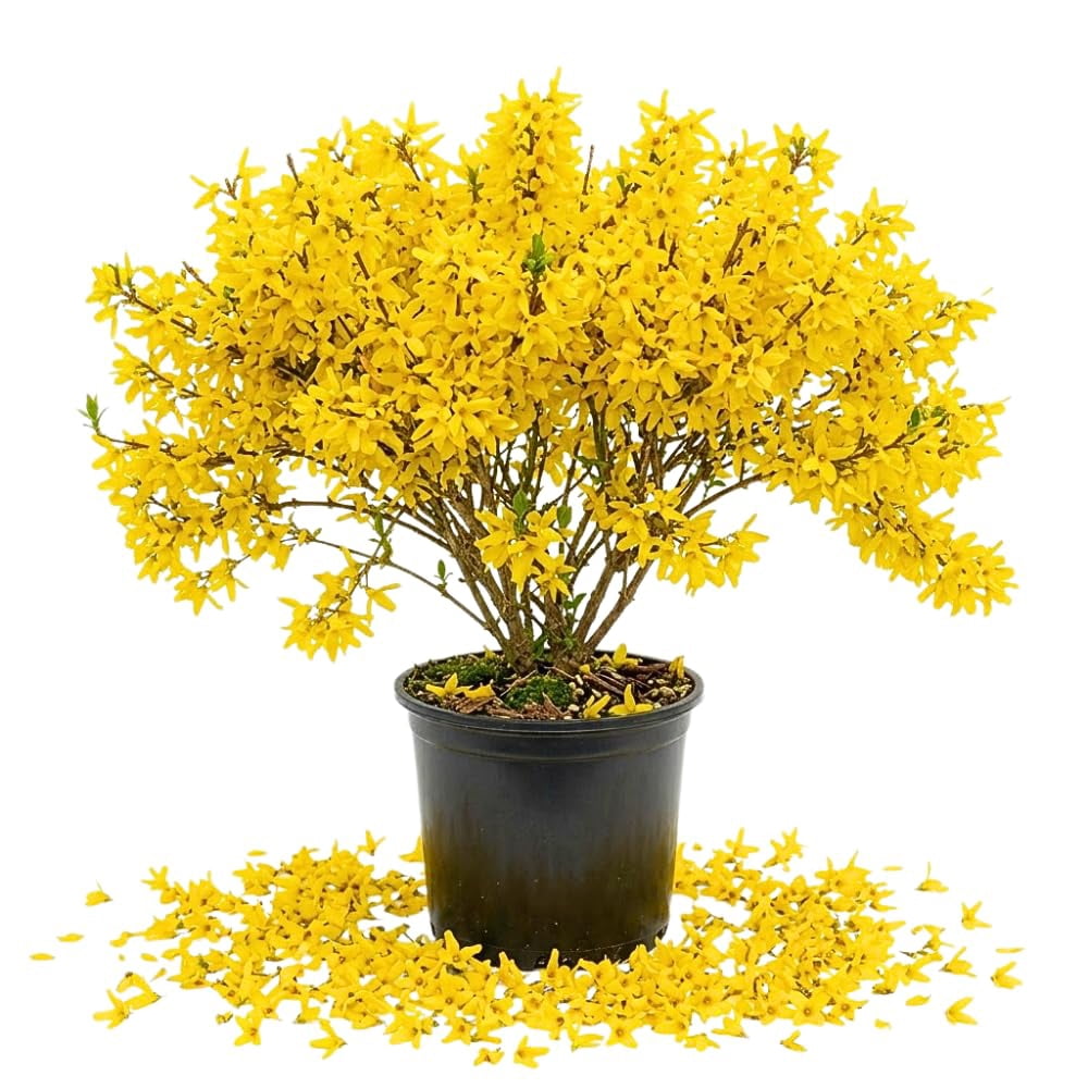 残り1つ✳︎超レア✳︎Willow Tree Horse Lovers Happyun 50 Hybrid Willow Tree Plant - Austree Cuttings, Fast