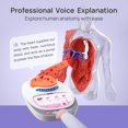 thumbnail image 4 of Modelo de anatomía: la ciencia puede hablar con el cuerpo humano, 28 cm, niños mayores de 6 años, 4 of 7