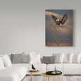 thumbnail image 3 of Trademark Fine Art 'Eagle Landing On Branch' Canvas Art by Galloimages Online, 3 of 3