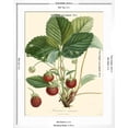 thumbnail image 5 of Art.com Bessa Strawberries Art Print by Bessa, White Frame Wall Art, 23" x 29", 5 of 5