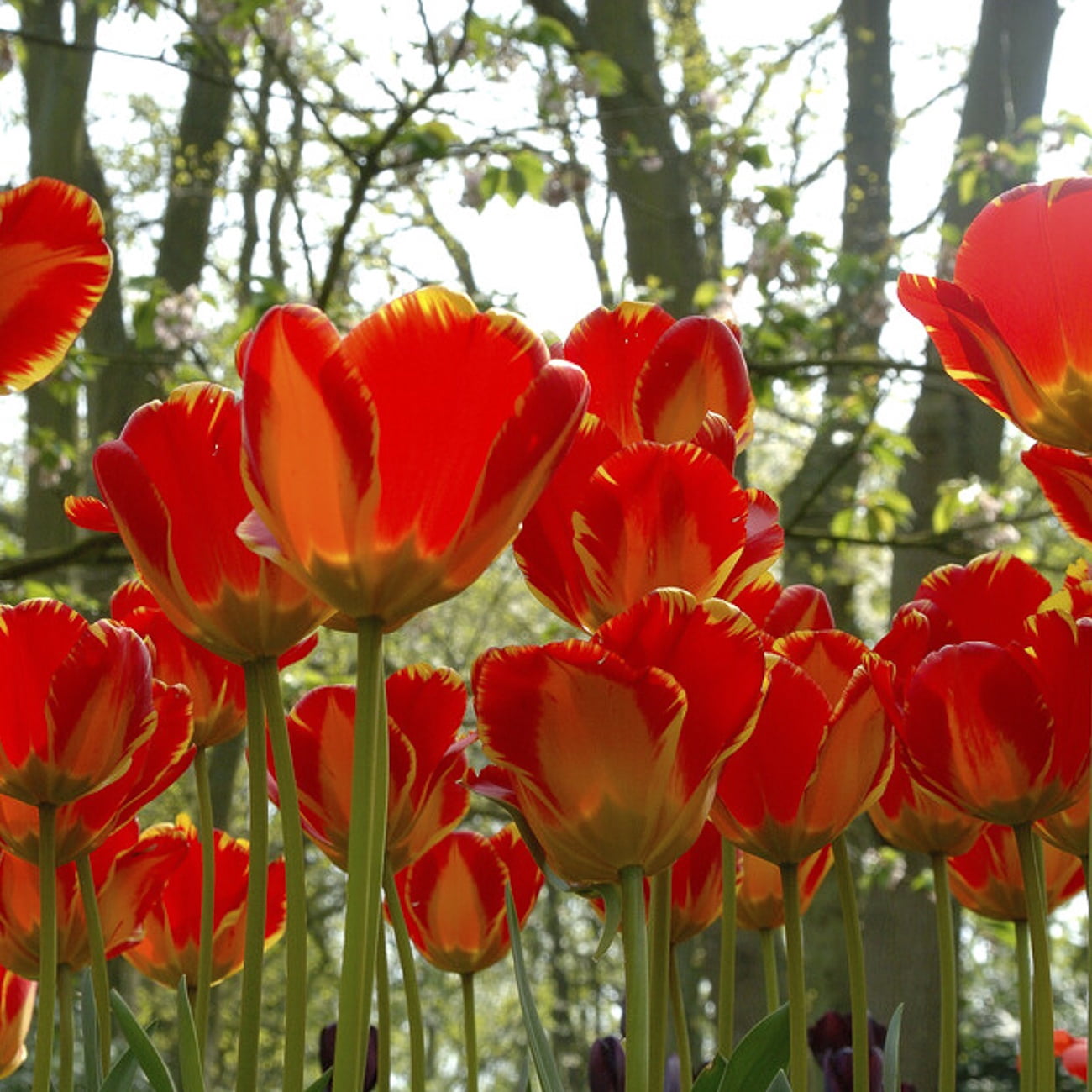 Van Zyverden Tulips Banja Luka Set of 12 Bulbs, Multicolor, Partial Sun, Perennial