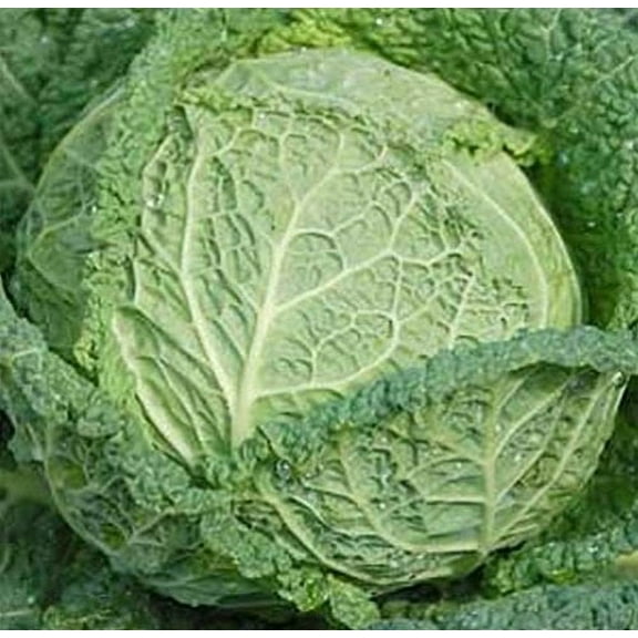 Cabbage Savoy Perfection Great Heirloom Vegetable By Seed Kingdom 1 Lb Seeds