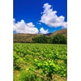 thumbnail image 2 of Bishop, Russ 23x32 White Modern Wood Framed Museum Art Print Titled - Wine grapes at Rippon Vineyard on the shore of Lake Wanaka-Otago-South Island-New Zealand, 2 of 4