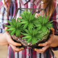 thumbnail image 5 of Plantas suculentas artificiales YONGSHENG 4 piezas sin maceta tacto real, 5 of 5