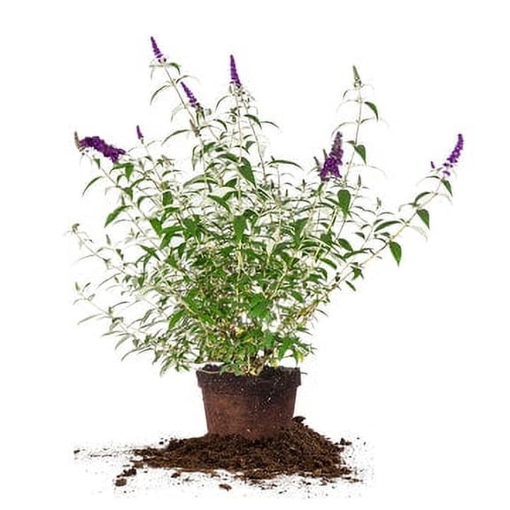 1 Gal. Black Knight Butterfly Bush - Bright Purple Flowers - Drought Tolerant