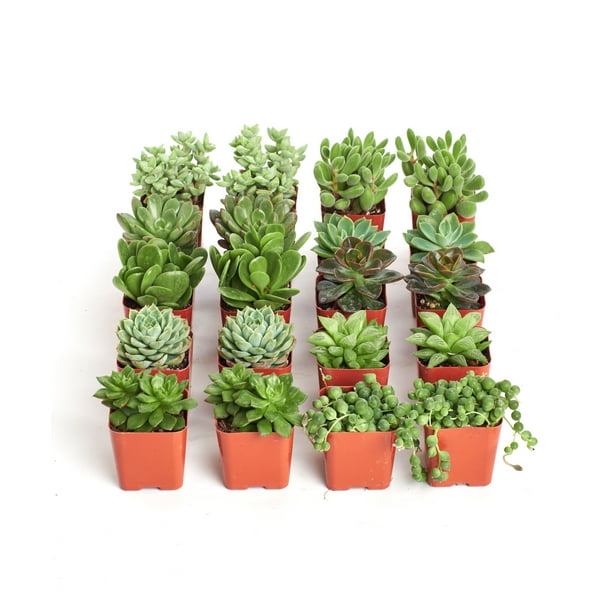 Home Botanicals Green Succulent (Collection of 20