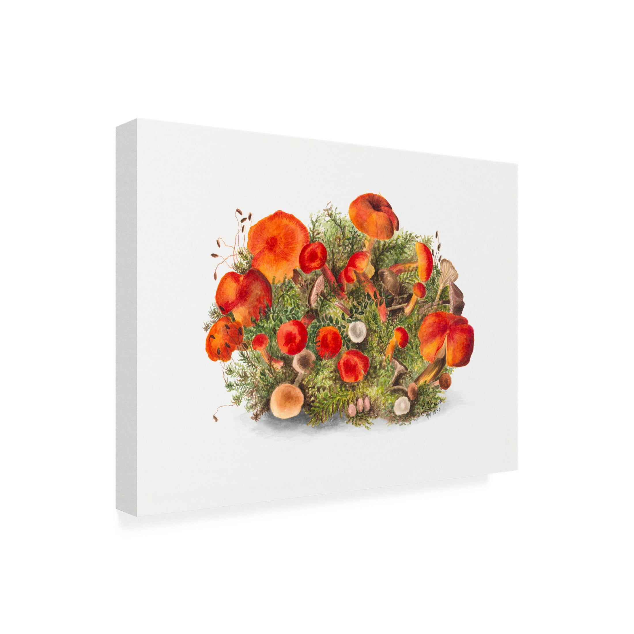 Trademark Fine Art Pictufy Study of Mushrooms 1880 Horizontal Canvas Wall Art
